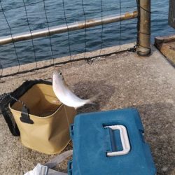 豆アジパート２す