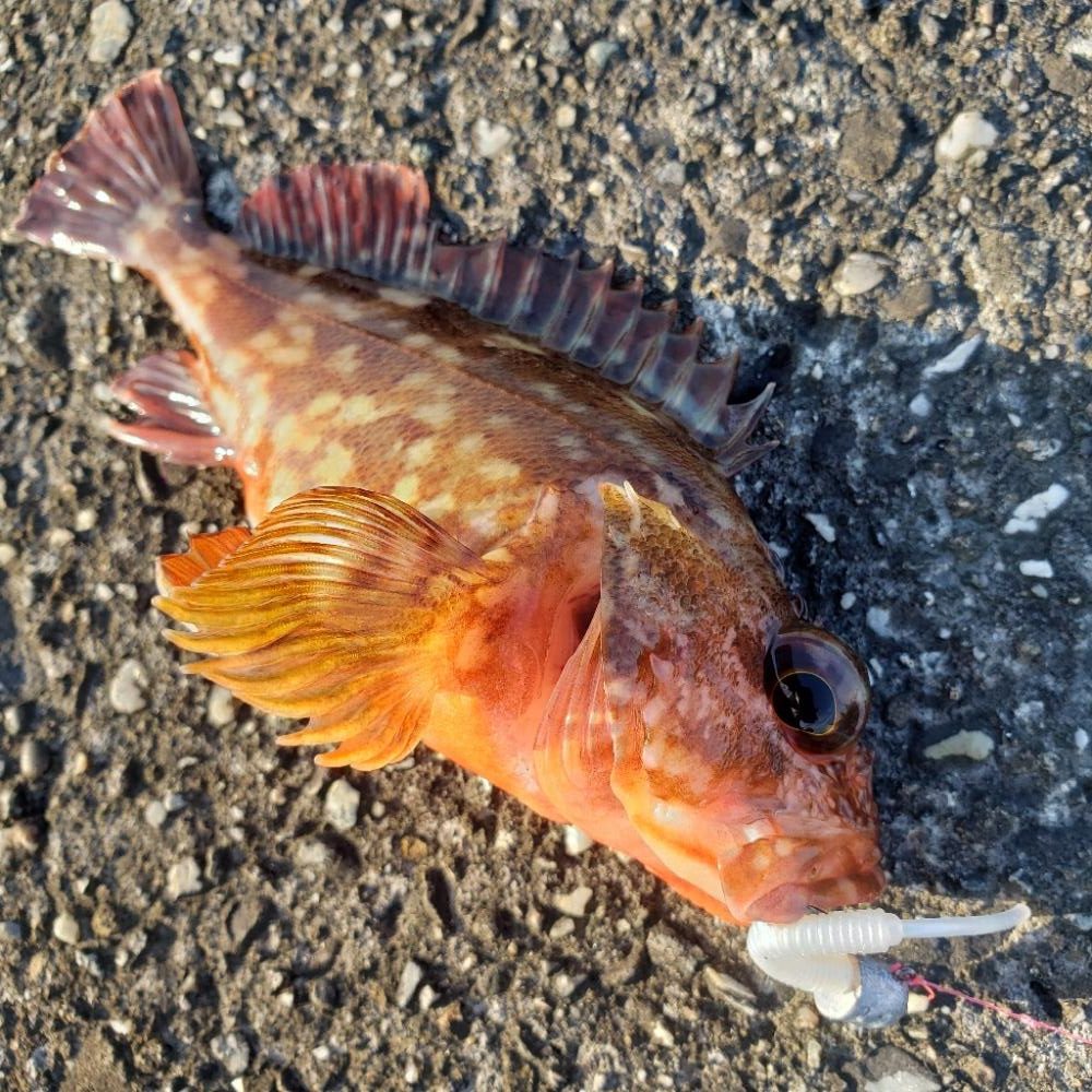 釣れない時はロックフィッシュ釣行