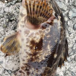 アジ探し@泉佐野