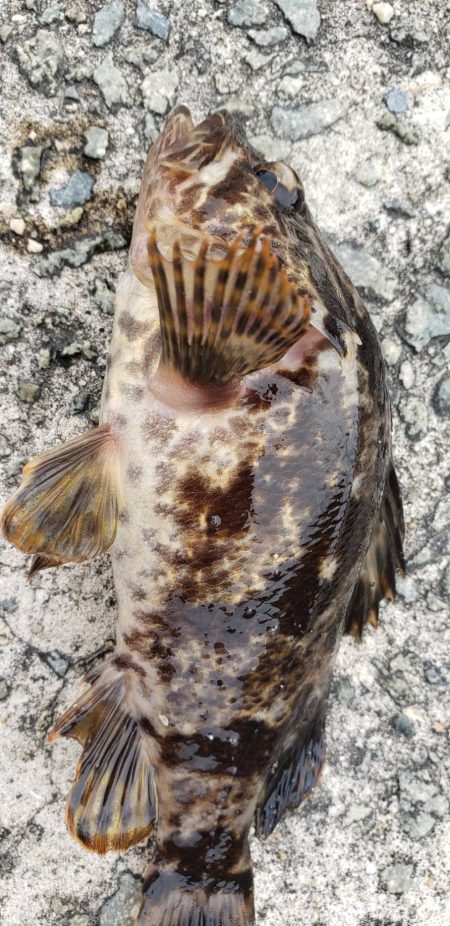 アジ探し@泉佐野