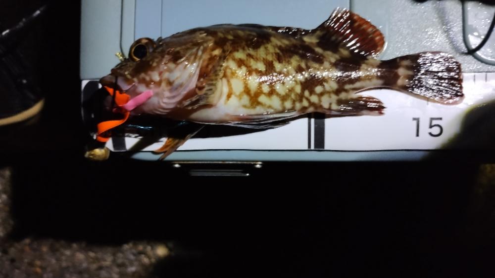 久しぶりのマイラバ