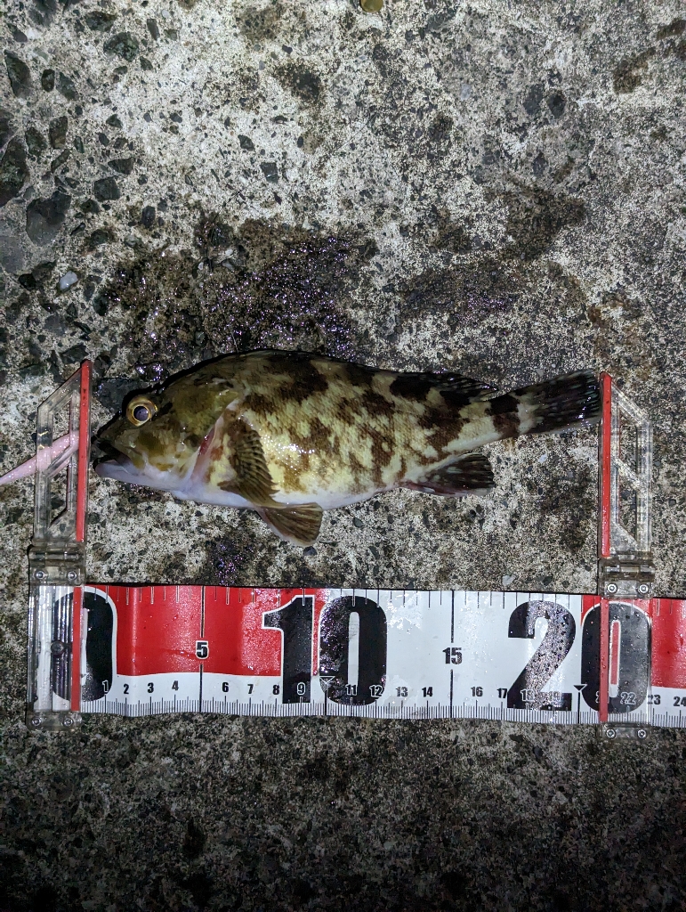 釣り日和と釣果の相反