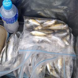 代休フィッシング