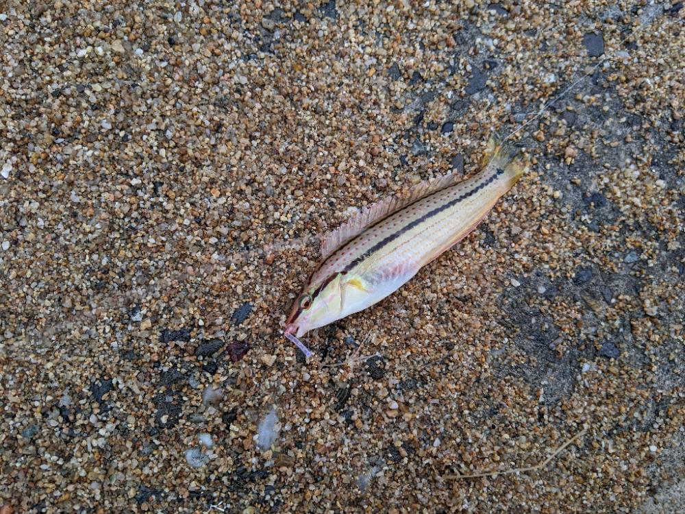 ツーリングからの