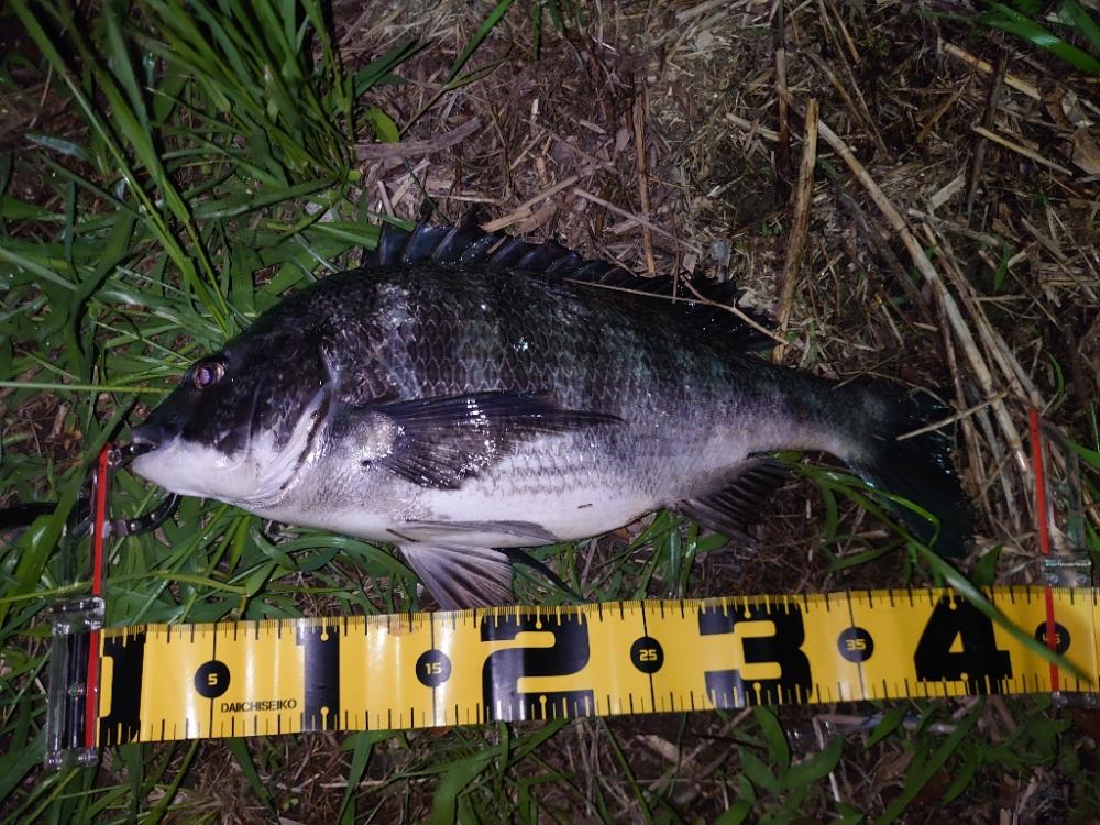 シーバス狙いでチヌ入れ喰い…