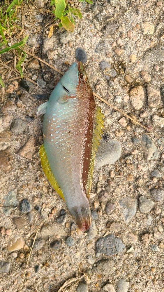 アコウは何処へ？