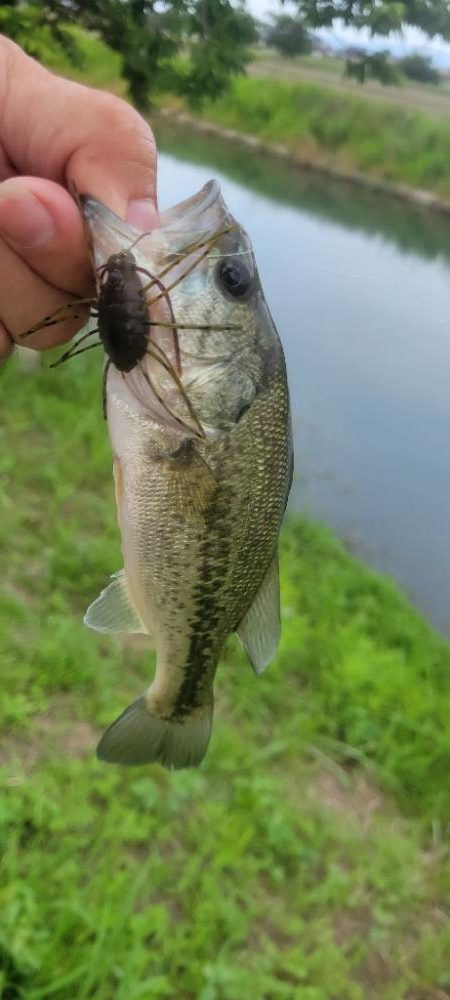 ロープレッシャーと水質