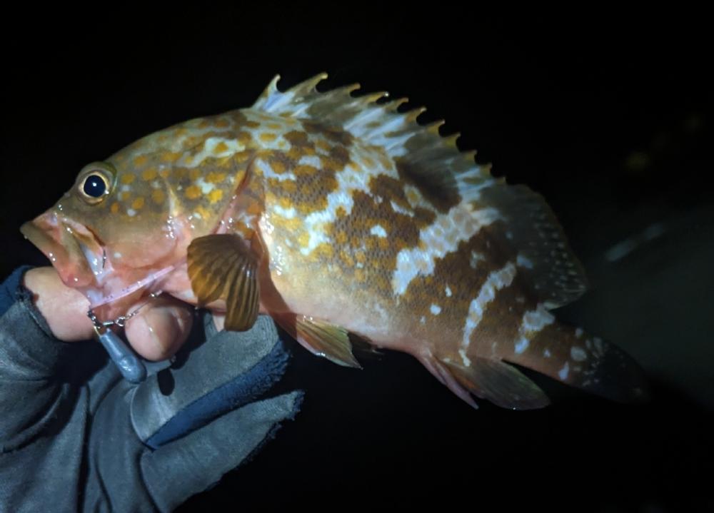 本命3種の欲張り釣行