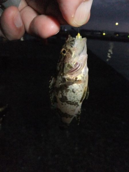 久々のアジング