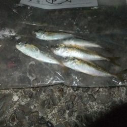 豆アジ難しい！