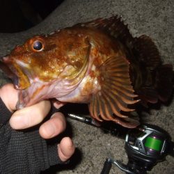 梅雨メバルも終盤