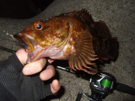 梅雨メバルも終盤