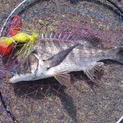 和歌山市某所で落とし込み 真チヌ40cm前後以下計3枚