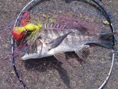 和歌山市某所で落とし込み 真チヌ40cm前後以下計3枚