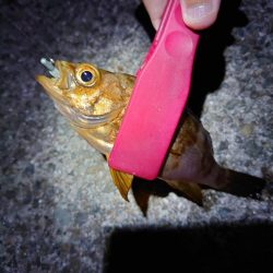 西二見で梅雨メバリング