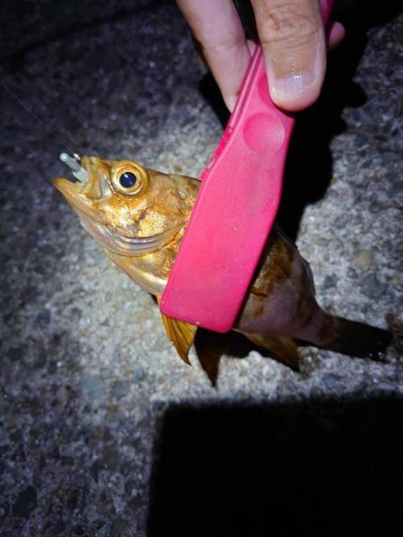 西二見で梅雨メバリング