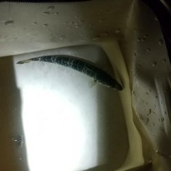 メバル見つけられず!