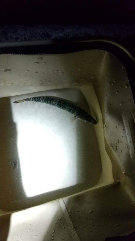 メバル見つけられず!