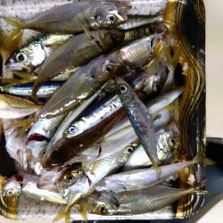 サビキでソゲゲット👍