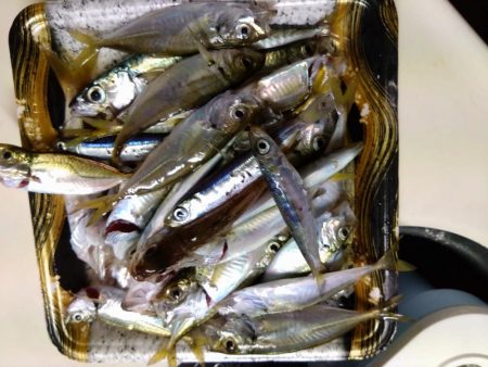 サビキでソゲゲット👍