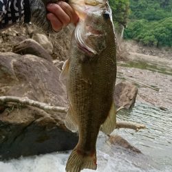 夕マズメの流れ込みで連発！