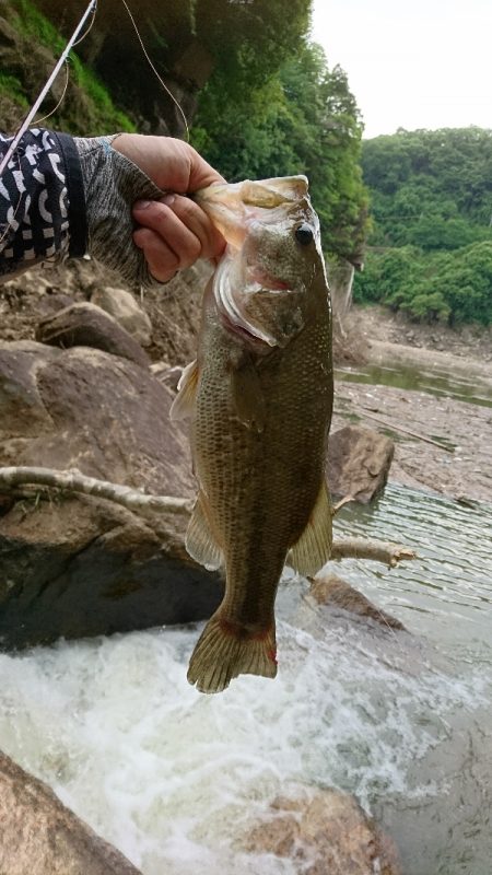 夕マズメの流れ込みで連発！