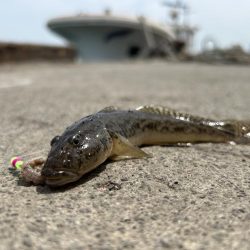 石狩湾新港で、五目釣り!!ハゼ、カレイとチカ狙い!!
