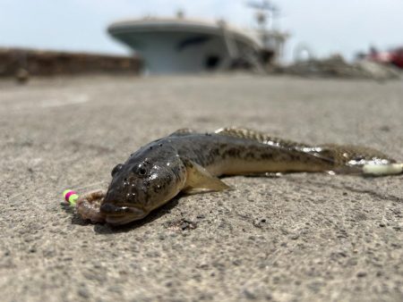 石狩湾新港で、五目釣り!!ハゼ、カレイとチカ狙い!!