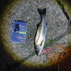 シーバス2匹　複数は難しいです