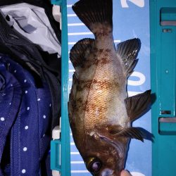 エギング　メバリング