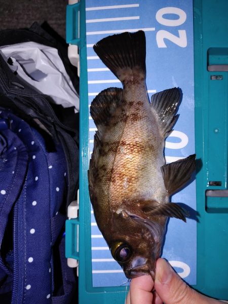 エギング　メバリング