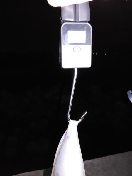 エギング、ちょっとだけメバリング