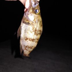 エギング、たまにメバリング