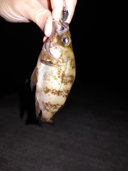 エギング、たまにメバリング