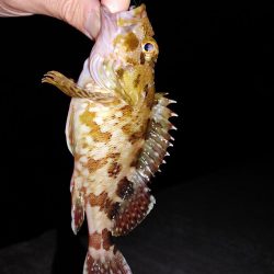 エギングたまにアジング