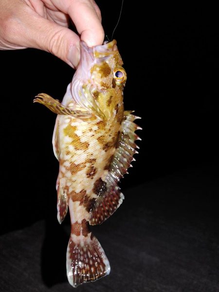 エギングたまにアジング