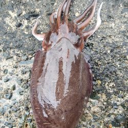 墨族　一本勝負