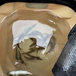 アジ回遊渋め②