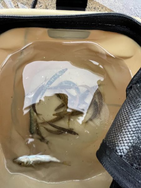 アジ回遊渋め②