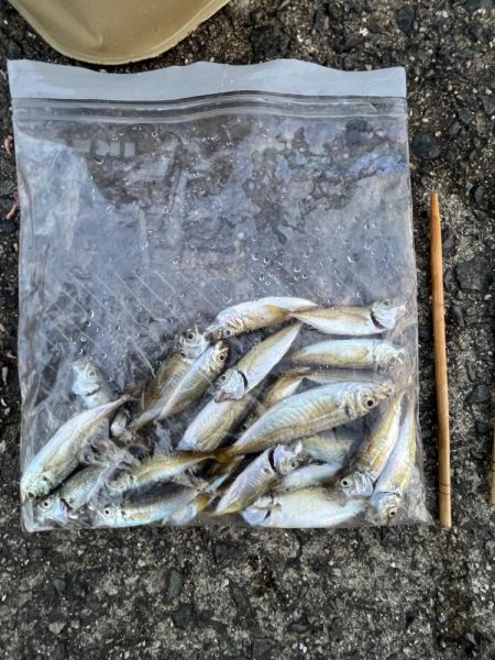 豆　豆アジ回遊中