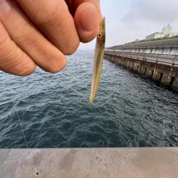 こサバマシマシ。人マシマし