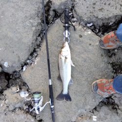 ぎりぎりハネ～6月ようやくシーバスが釣れた