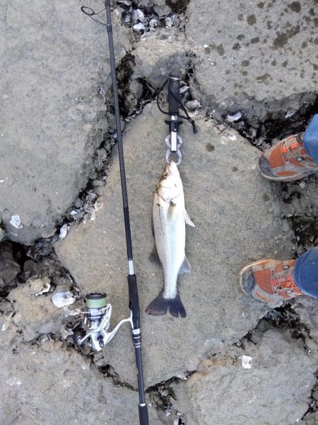 ぎりぎりハネ～6月ようやくシーバスが釣れた