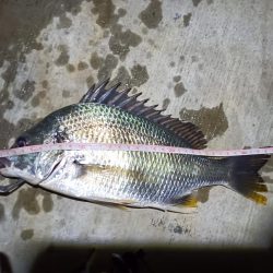 2023/05/31 南港ヘチ釣り釣行