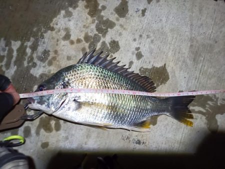 2023/05/31 南港ヘチ釣り釣行