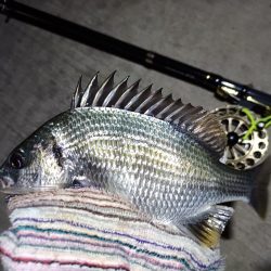 2023/06/04 南港ヘチ釣り釣行