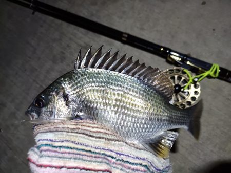 2023/06/04 南港ヘチ釣り釣行