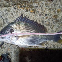 2023/06/05 南港ヘチ釣り釣行