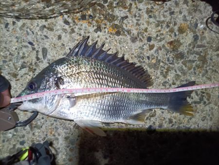 2023/06/05 南港ヘチ釣り釣行