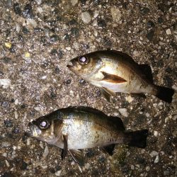 前回よりは良き